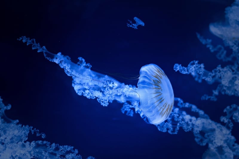Deep-Sea Exploration